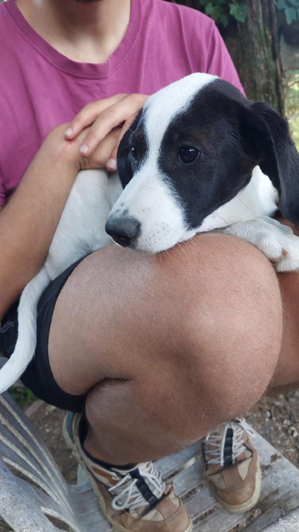 Lobotka, cucciola 4 mesi  Foto 5
