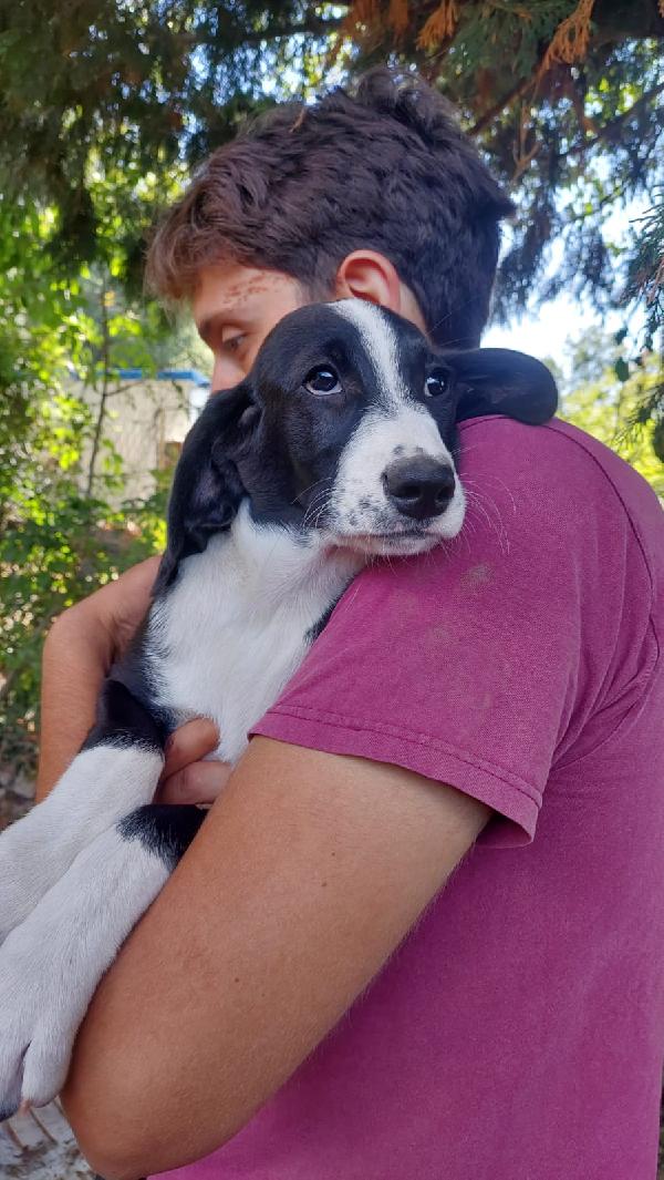 Azzurra, 4 Mesi Tg Medio Grande 