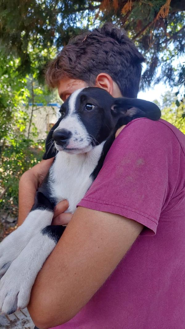 Azzurra, 4 mesi tg medio grande  Foto 2
