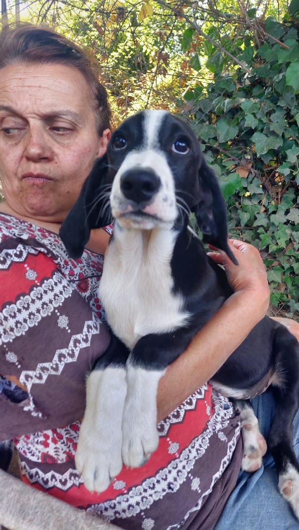 Azzurra, 4 mesi tg medio grande  Foto 3