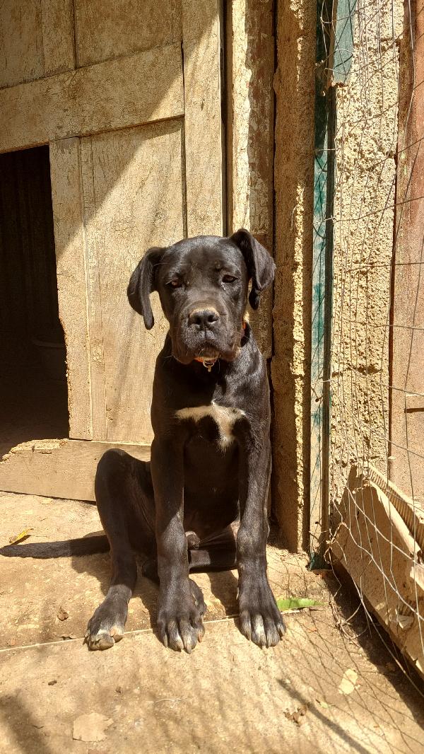 Ulisse Mix Corso 5 Mesi