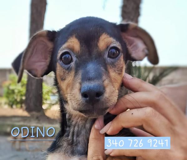 Odino, Cucciolo Taglia Piccola 