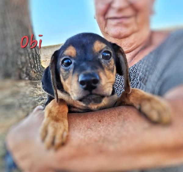 Obi, Cucciolo Taglia Piccola 