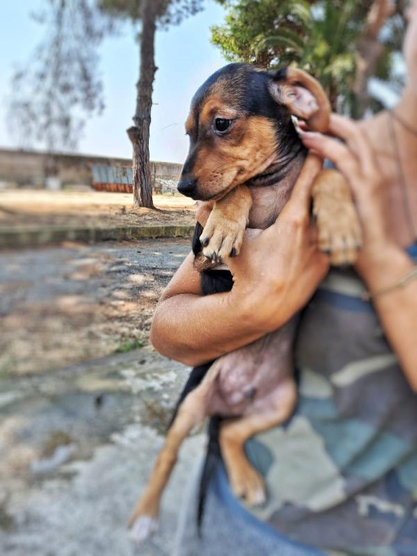 Obi, cucciolo taglia piccola  Foto 3