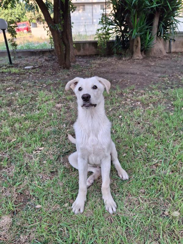 Sid, Cucciolo Di 5 Mesi