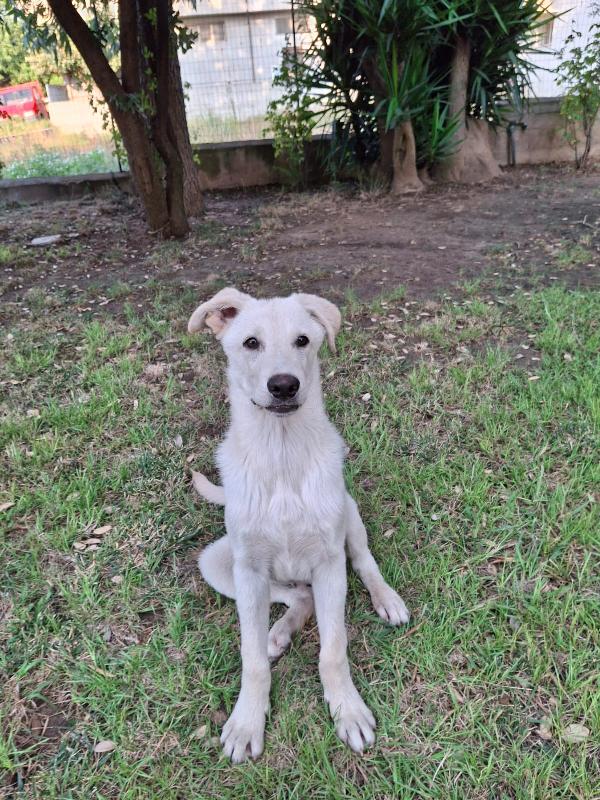 Sid, cucciolo di 5 mesi Foto 2