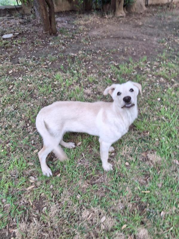 Sid, cucciolo di 5 mesi Foto 3