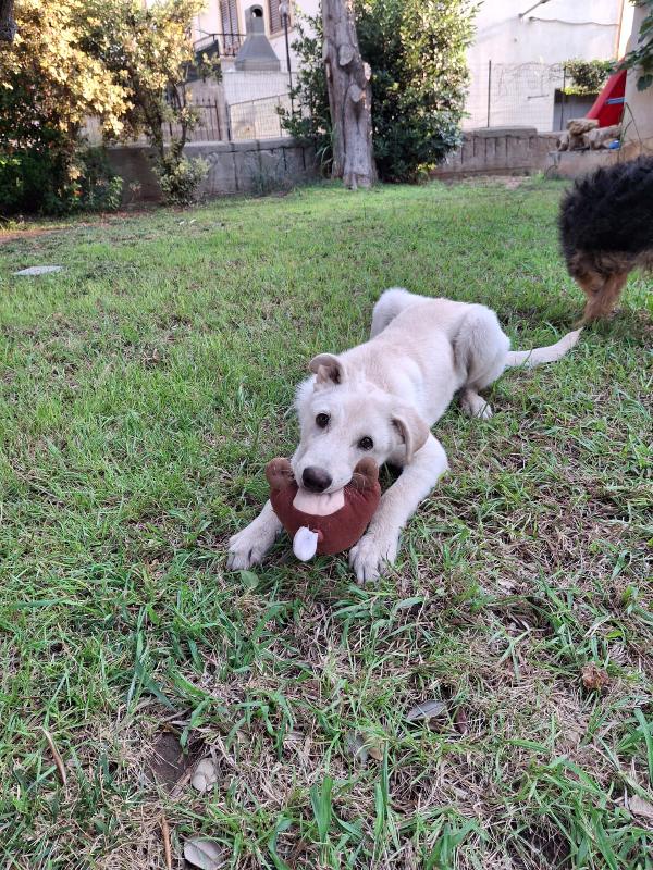 Sid, cucciolo di 5 mesi Foto 4