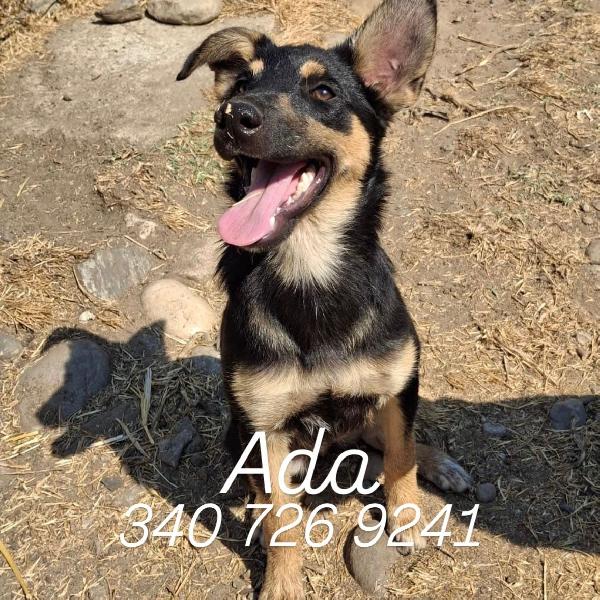 Ada, Cucciola Futura Taglia Media