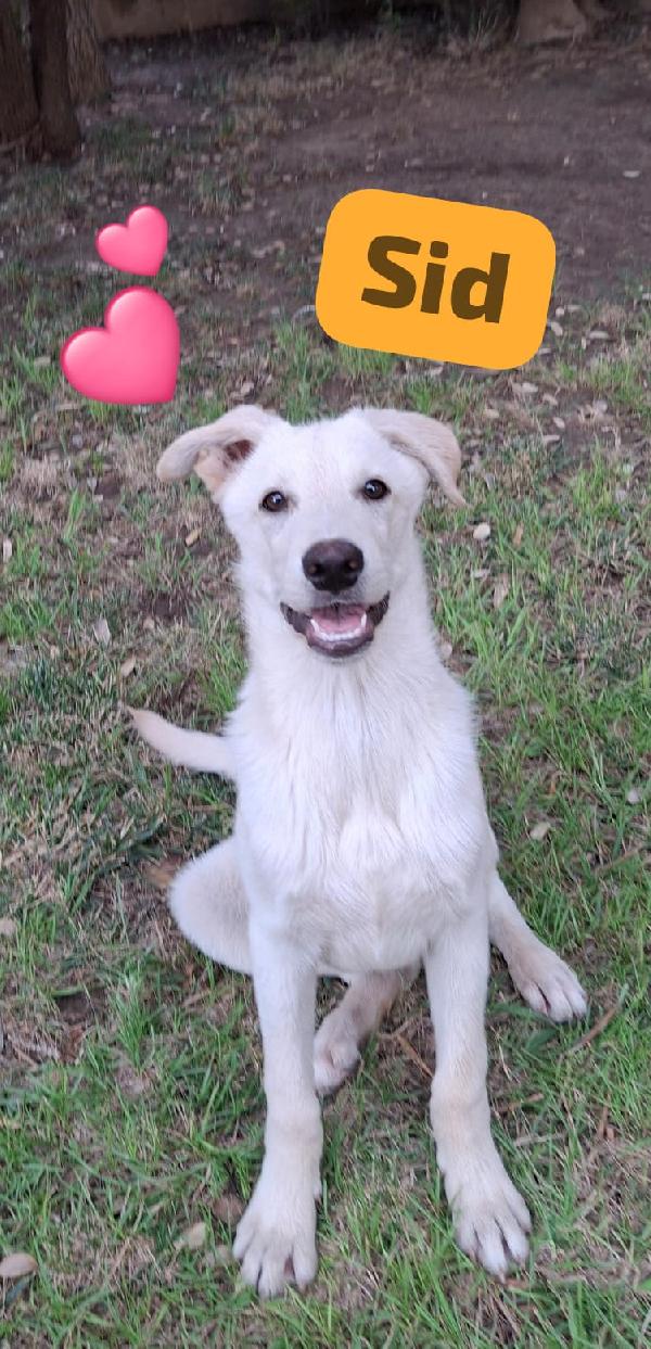 Sid🐕🤩