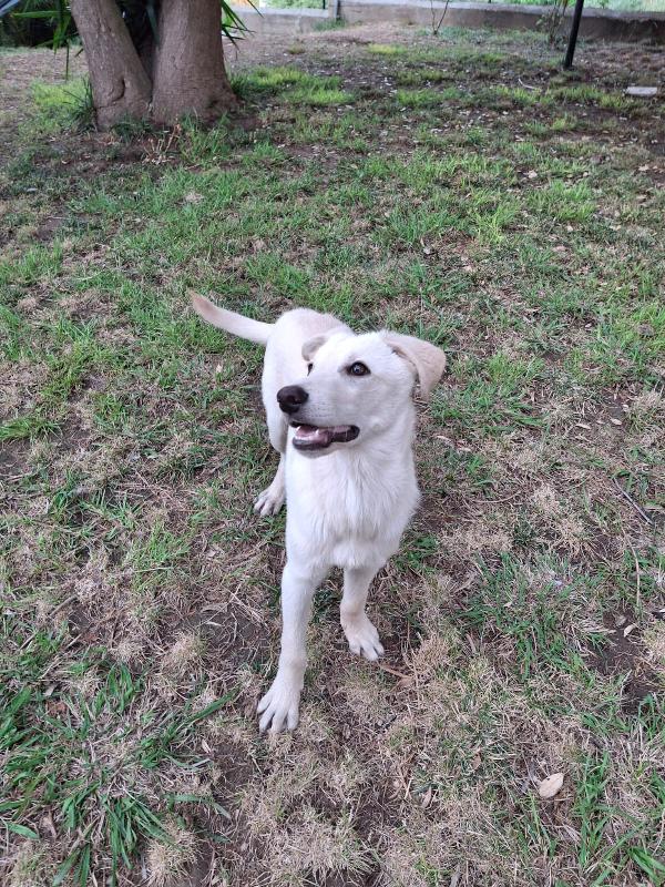 Sid🐕🤩 Foto 2