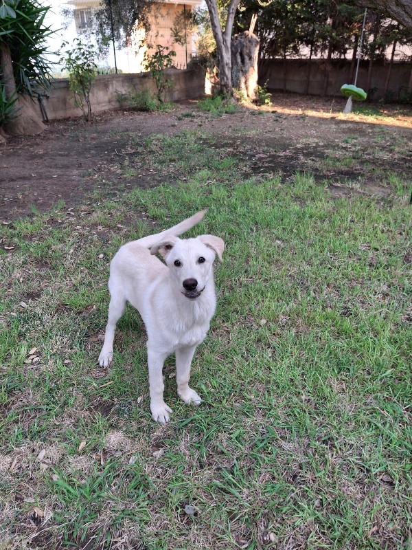 Sid🐕🤩 Foto 3