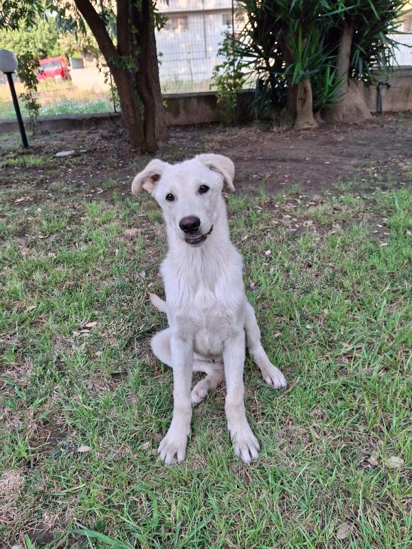 Sid🐕🤩 Foto 4