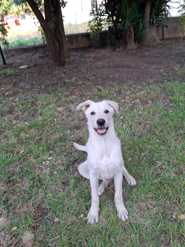 Sid🐕🤩 Foto 8