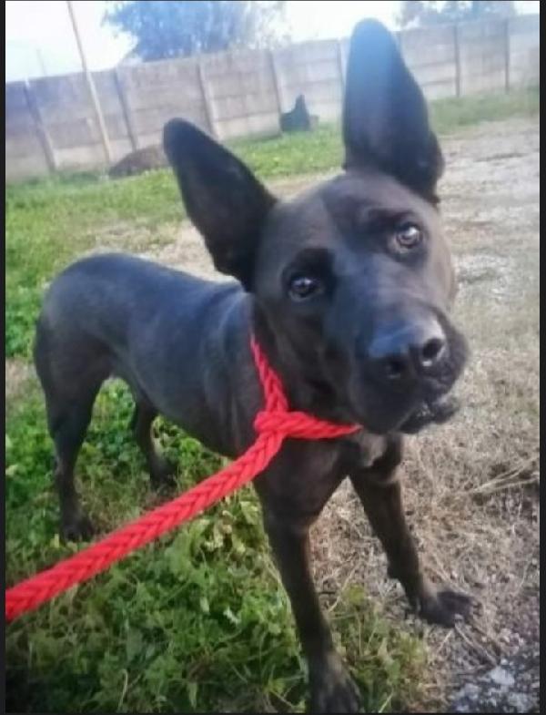 Mix Corso/Belga 3Anni In Canile Da 2Anni