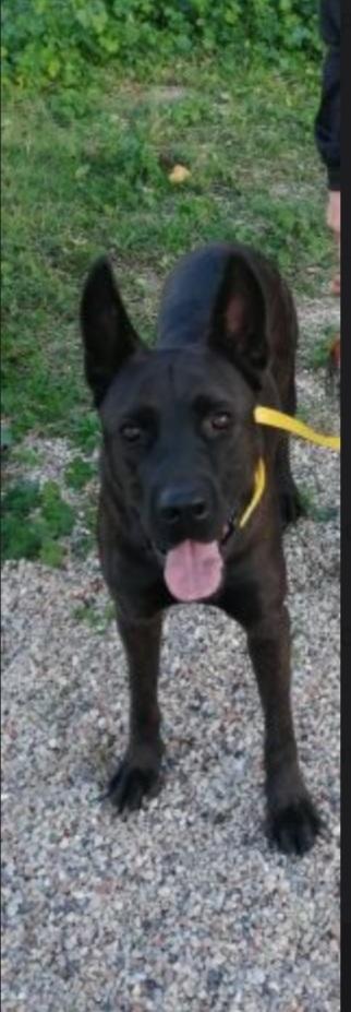 Mix Corso/Belga 3anni in canile da 2anni Foto 2