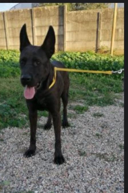 Mix Corso/Belga 3anni in canile da 2anni Foto 3