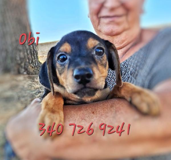 Obi🐾🩵🦴