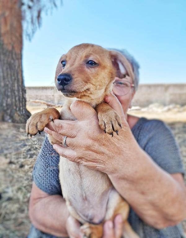RICKY cucciolo di 2 mesi taglia piccola  Foto 2