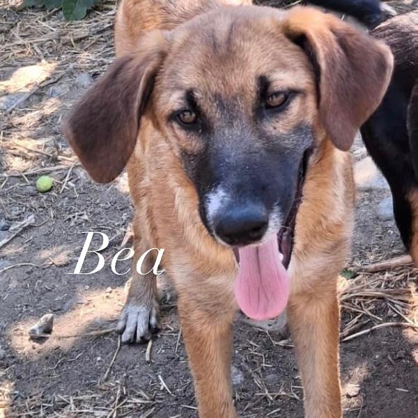 Bea Cagnolotta Di 4 Mesi Taglia Media 