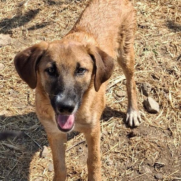 BEA cagnolotta di 4 mesi taglia media  Foto 2