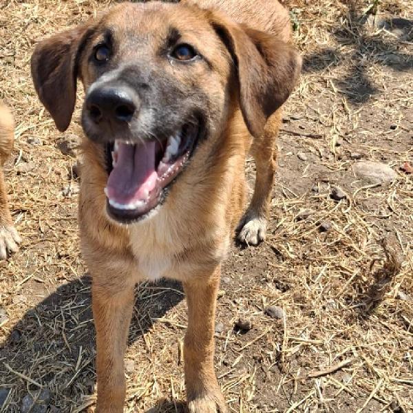 BEA cagnolotta di 4 mesi taglia media  Foto 3