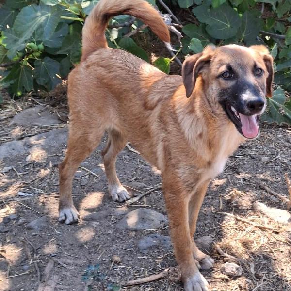 BEA cagnolotta di 4 mesi taglia media  Foto 4