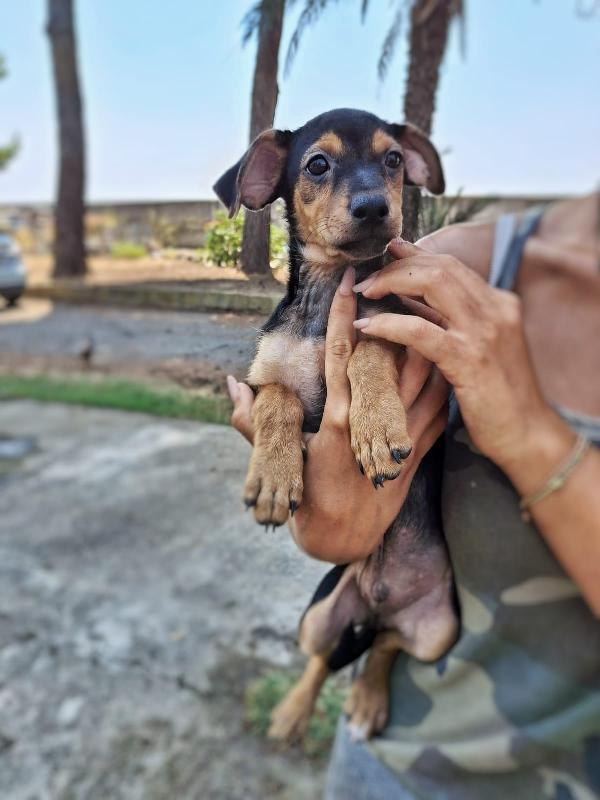 Odino... Signore del nord Foto 2