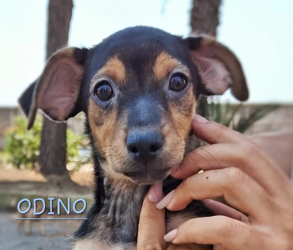 Odino... Signore del nord Foto 3
