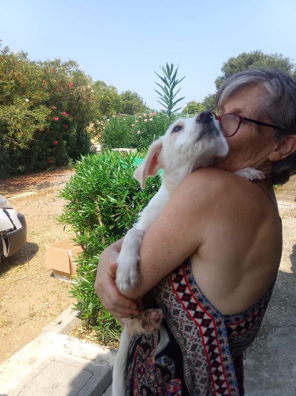 Enzo splendido cucciolo cerca casa per sempre  Foto 4