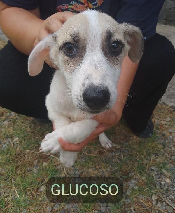 Glucoso Splendido Cucciolo Cerca Casa
