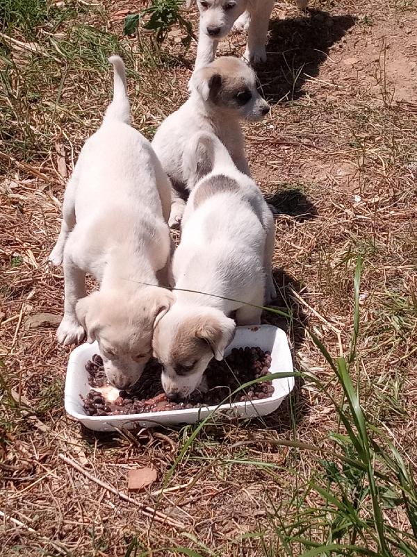 Glucoso splendido cucciolo cerca casa Foto 2