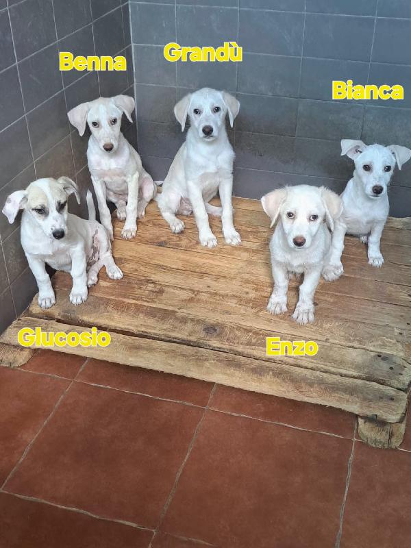 Glucoso splendido cucciolo cerca casa Foto 3