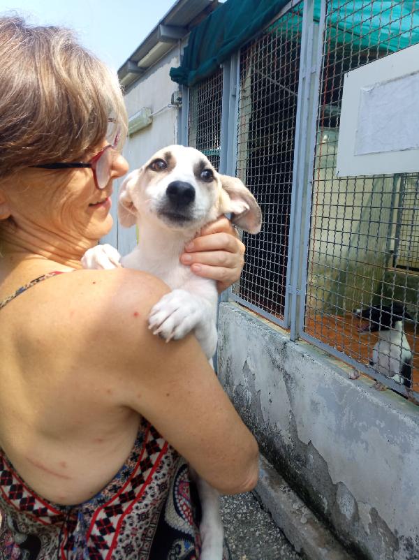 Glucoso splendido cucciolo cerca casa Foto 5