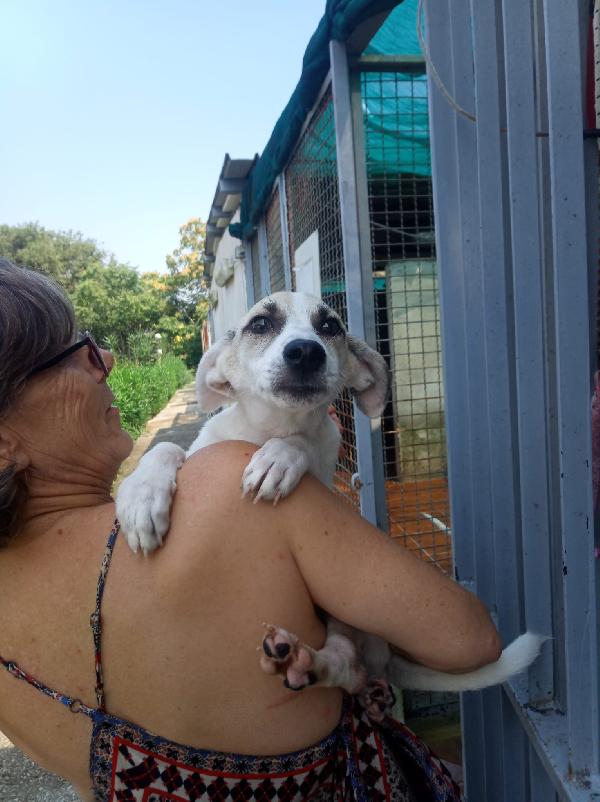Glucoso splendido cucciolo cerca casa Foto 6