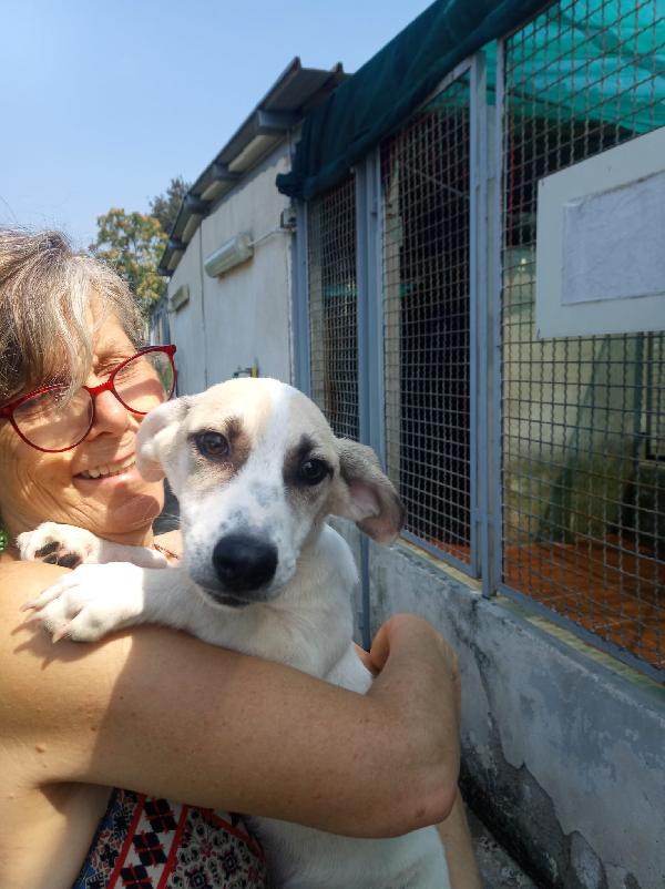 Glucoso splendido cucciolo cerca casa Foto 7