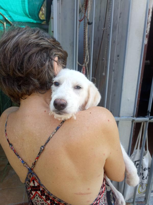Grandu splendido cucciolo cerca la sua famiglia  Foto 2