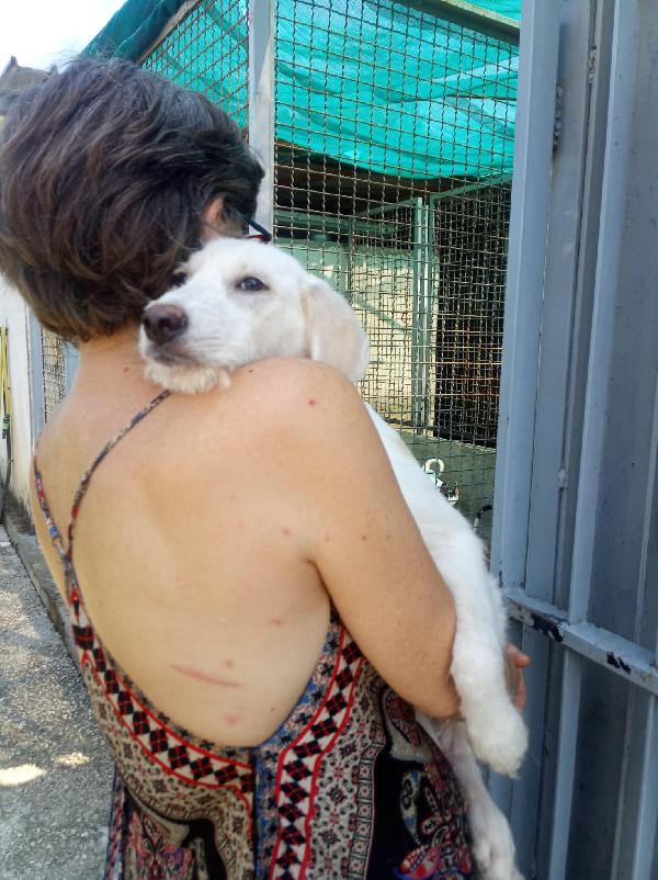 Grandu splendido cucciolo cerca la sua famiglia  Foto 3