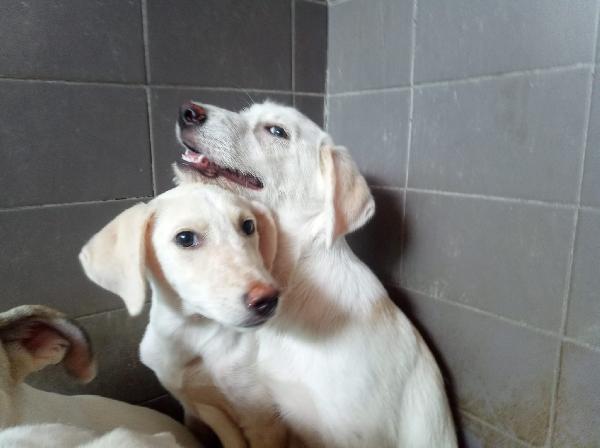 Grandu splendido cucciolo cerca la sua famiglia  Foto 4