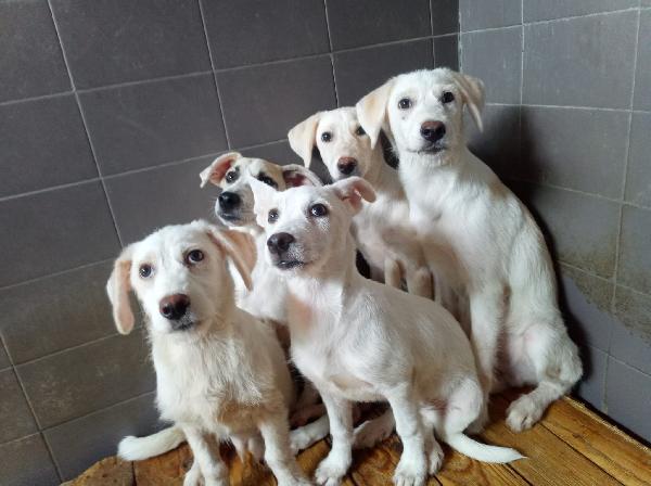 Grandu splendido cucciolo cerca la sua famiglia  Foto 5