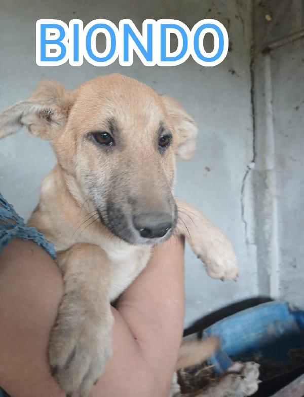 Cuccioli di 4 mesi Foto 2