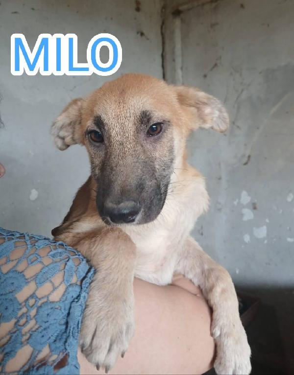 Cuccioli di 4 mesi Foto 3