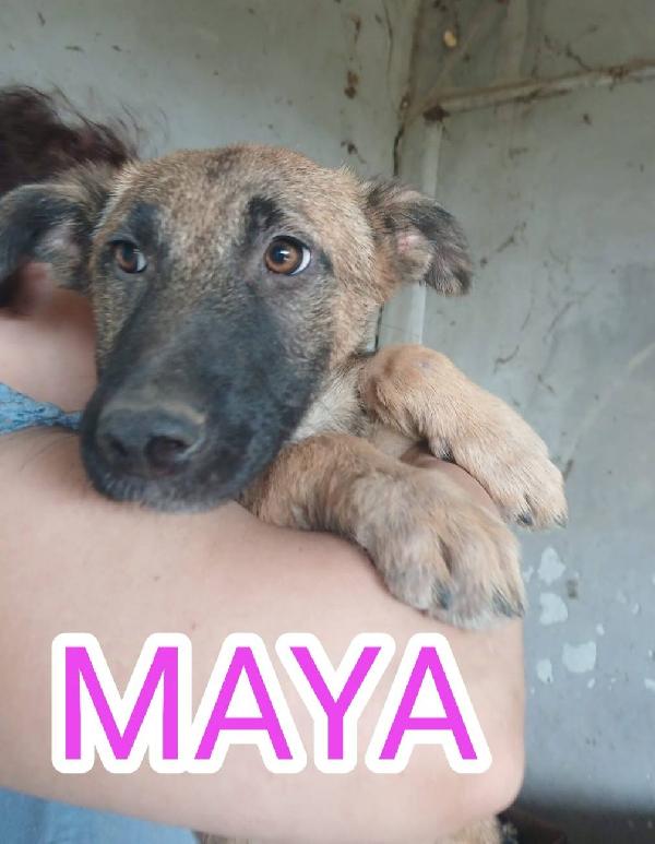 Cuccioli di 4 mesi Foto 4