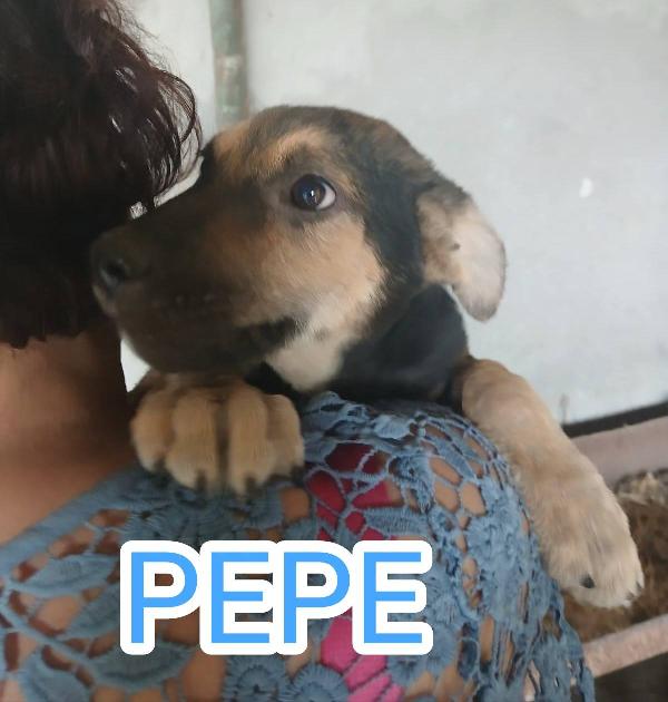 Cuccioli di 4 mesi Foto 5