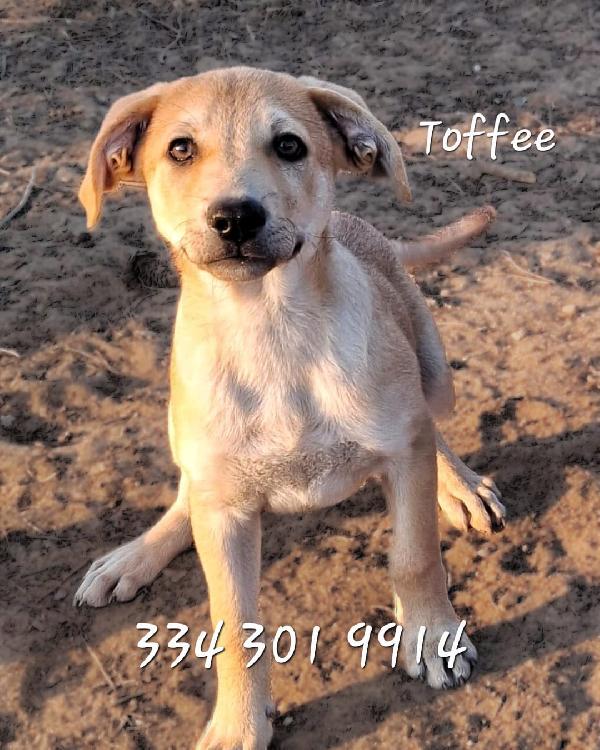 Toffee, Cucciolo Color Caramello