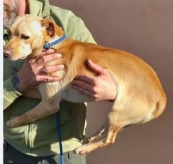 Willy 4anni kg9 mollato. NAPOLI Foto 2