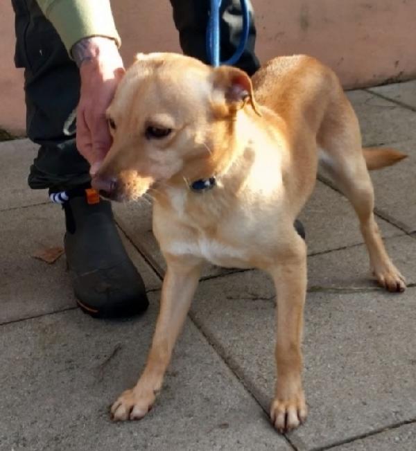 Willy 4anni kg9 mollato. NAPOLI Foto 3