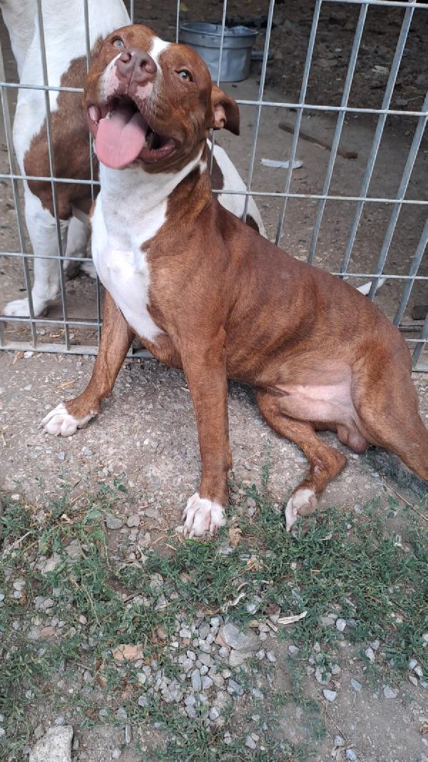 Pitbull 11/12Mesi Splendido E Buono Ultimo Rimasto