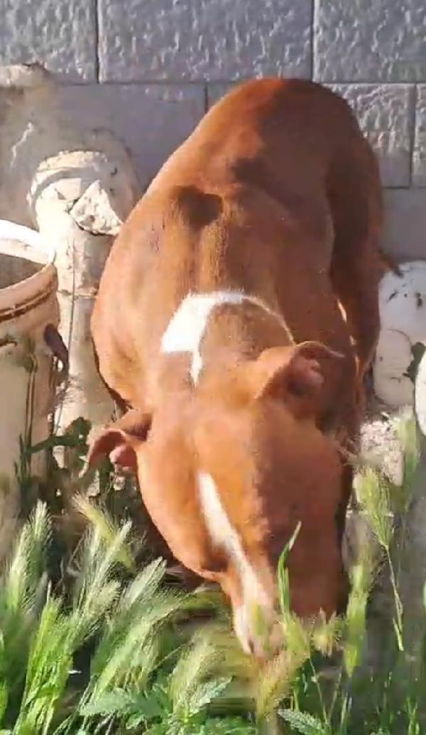 Pitbull 11/12mesi splendido e buono ultimo rimasto Foto 2
