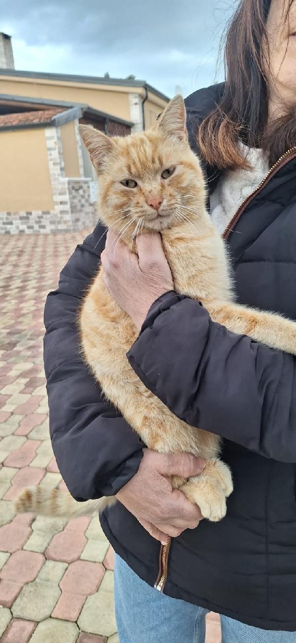 🐾 Fox, Gatto Rosso Dal Cuore D'oro 🧡